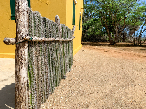 Bonaire Cactus Liquor Sightseeing Trip Cost