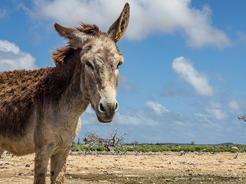 Bonaire Flamingo Sanctuary Sightseeing Cruise Excursion Prices