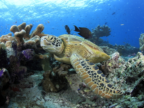 Bonaire (Kralendijk) coastal cruise Shore Excursion Reservations