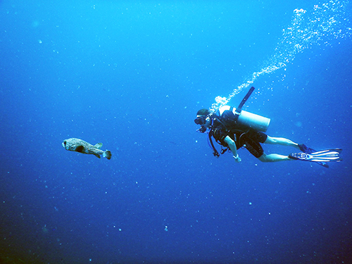 Bonaire Leeward Antilles Certified Diving Diving Tour Prices