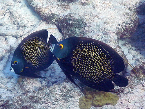 Bonaire Gear Included Diving Trip Reviews