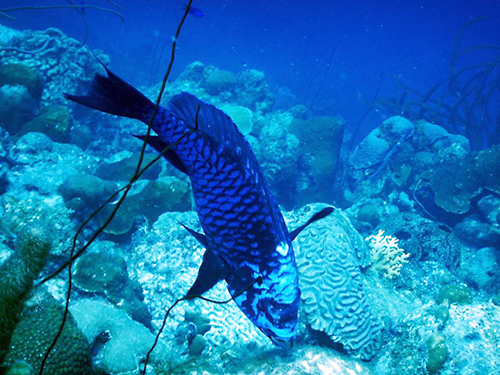 Bonaire Drinks and Snacks Diving Excursion Reviews