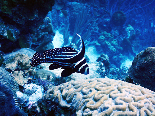 Bonaire Drinks and Snacks Diving Excursion Tickets