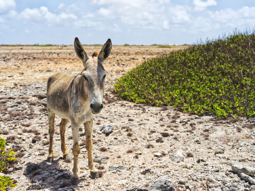 Bonaire Leeward Antilles Northeast Coast Sightseeing Excursion Prices