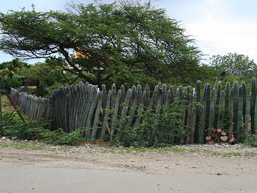 Bonaire Leeward Antilles Pink Lagoon Sightseeing Cruise Excursion Prices