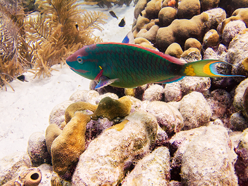 Bonaire Private Sailing Trip Cost