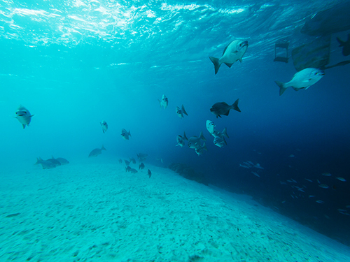 Bonaire Private Sailing Trip Reviews
