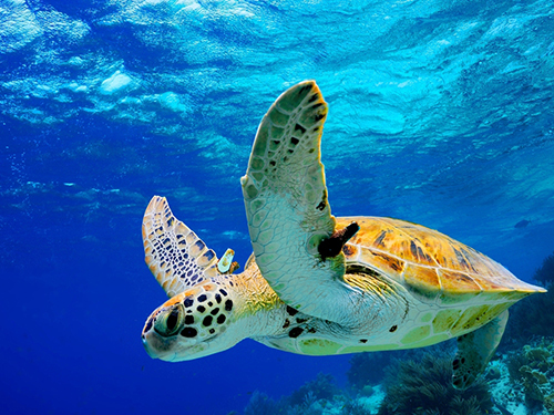 Bonaire Leeward Antilles South Coast Shore Excursion Tickets