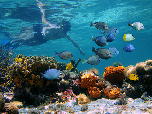 Bonaire vakantie; bezienswaardigheden, activiteiten & stranden - Reisliefde