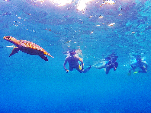 Bonaire Klein Shore Excursion Tickets