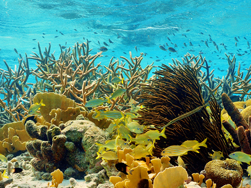 Bonaire Reefs Snorkel Trip Tickets