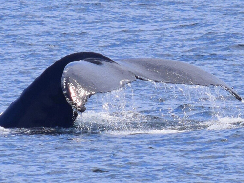 Boston whale watching Excursion Reviews