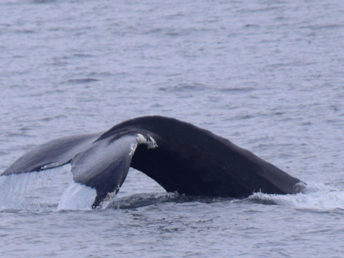 Boston  Massachusetts / USA whale watching Shore Excursion Booking