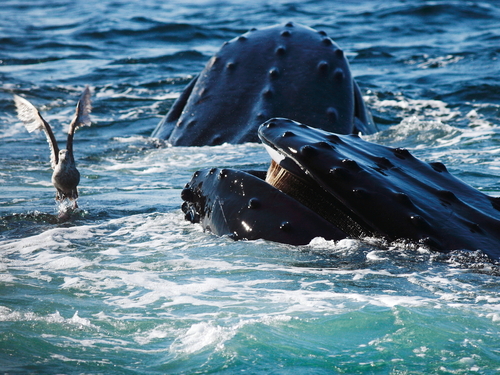 Boston whale watching Shore Excursion Tickets
