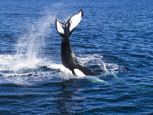 Boston whale watching Shore Excursion Booking