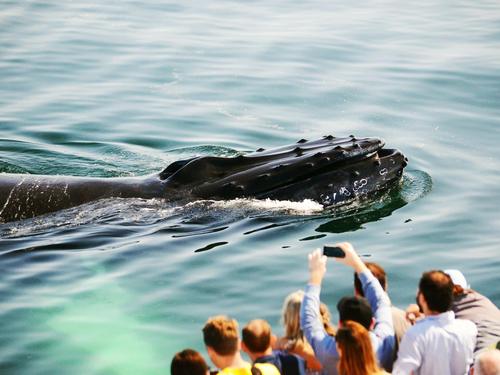 Boston whale watching Trip Prices