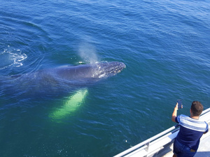 Boston Whale Watching Cruise Excursion
