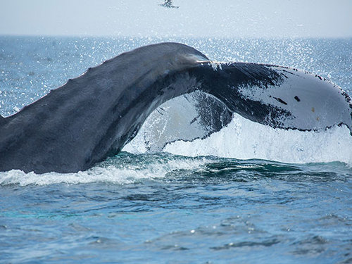Boston  Massachusetts / USA whale watching Cruise Excursion Cost