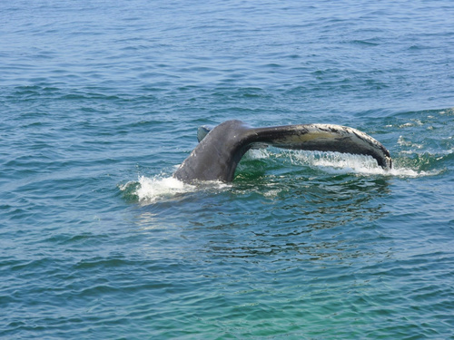 Boston whale watching Shore Excursion Tickets