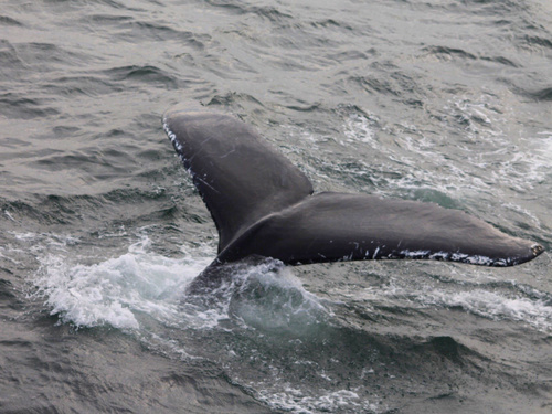 Boston  Massachusetts / USA whale watching Cruise Excursion Cost
