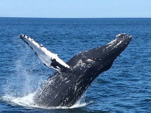 Boston whale watching Trip Booking