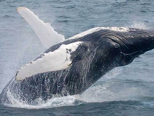 Boston whale watching Trip Booking