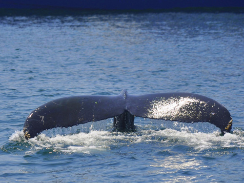 Boston whale watching Trip Cost