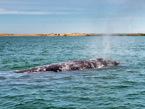 Cabo San Lucas Mexico Sea of Cortes Cruise Excursion Reviews