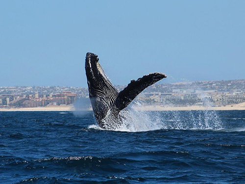 Cabo San Lucas Sightseeing Whale Watching Tour Reviews