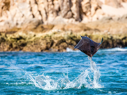 Cabo San Lucas Mexico Sea Lion Colony Sightseeing Trip Tickets