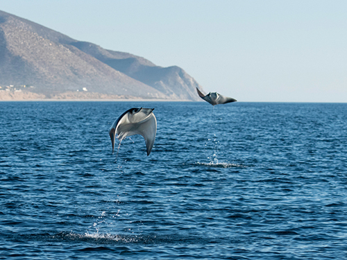 Cabo San Lucas Friends Whale Watching Cruise Excursion Reviews