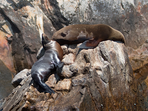 Cabo San Lucas Sea of Cortes Sightseeing Tour Cost