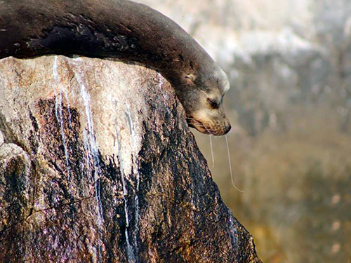 Cabo San Lucas Mexico Whale Watching Sightseeing Trip Booking