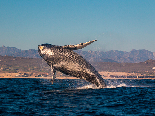 Cabo San Lucas Boat Ride Whale Watching Excursion Reviews