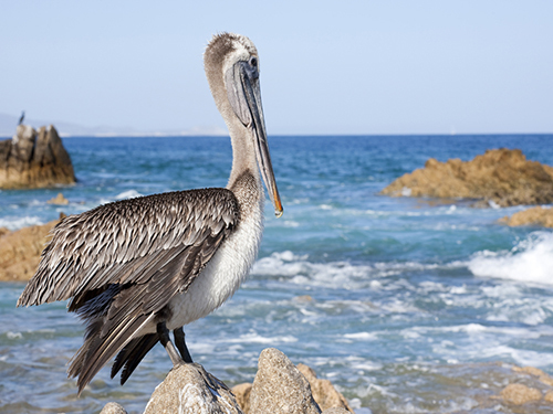 Cabo San Lucas Mexico Sea Lion Colony Shore Excursion Booking