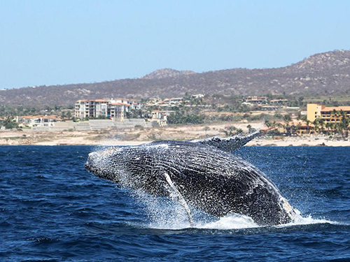 Cabo San Lucas Mexico Lovers Beach Whale Watching Shore Excursion Prices