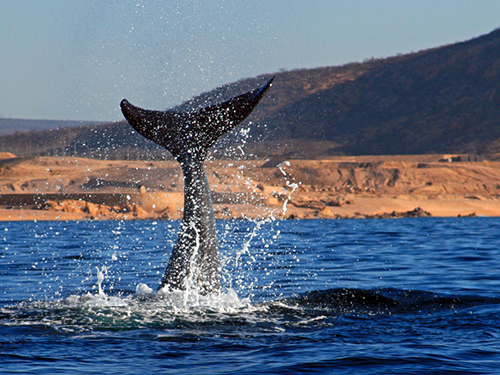 Cabo San Lucas Sea of Cortes Sightseeing Trip Tickets