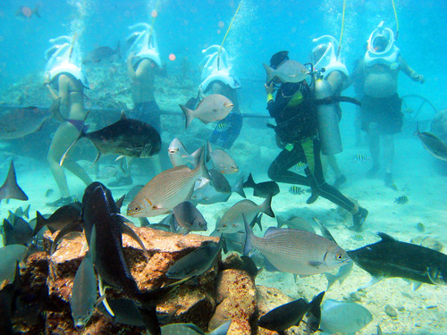 Cabo San Lucas Sea Trek Adventure Excursion 