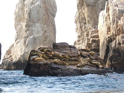 Cabo San Lucas Sea of Cortez Whale Watching Tour Tickets