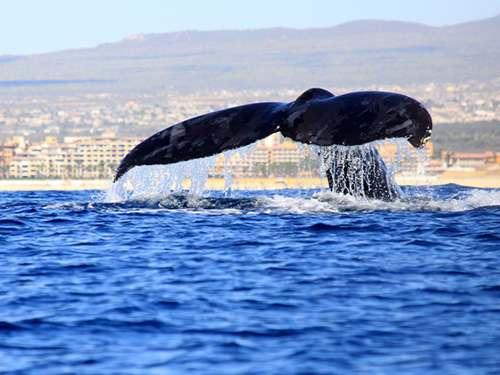 Cabo San Lucas Sea Lions Whale Watching Tour Tickets