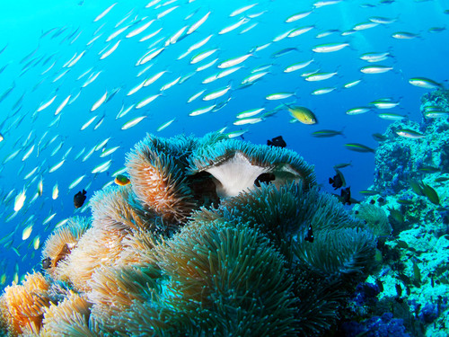 Cabo San Lucas Snuba Experience Excursion