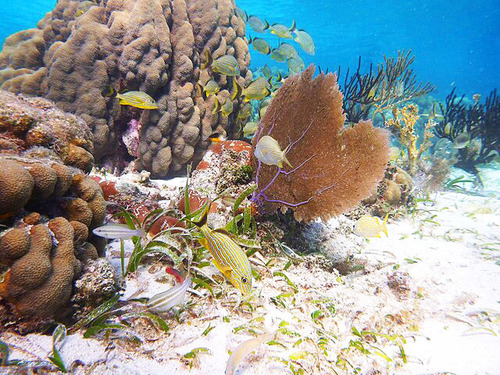 Cabo San Lucas Snuba Experience Excursion