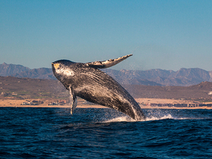 Cabo San Lucas Up-Close Whale-Watching Excursion