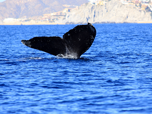 Cabo San Lucas Whale Watching Sightseeing Tour Reviews