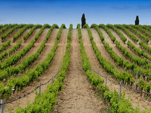 Cagliari Sardinia Wine Tasting Sightseeing Tour Reviews