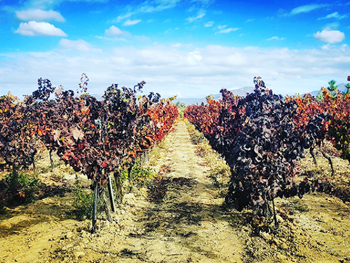 Cagliari Sardinia Cured Meat Sightseeing Excursion Cost