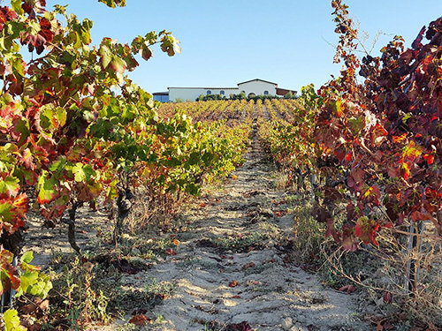 Cagliari Sardinia Olive Oil Sightseeing Tour Booking