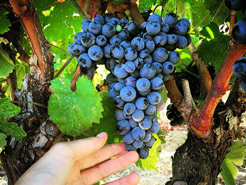 Cagliari Sardinia Wine Tasting Cruise Excursion Booking