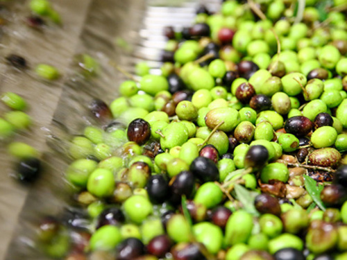 Cagliari Sardinia Wine Tasting Tasting Trip Prices