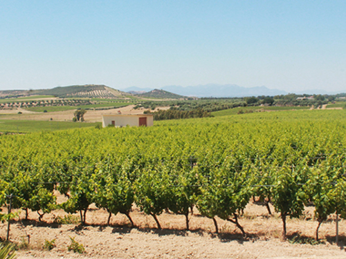 Cagliari Sardinia Serdiana Tasting Shore Excursion Tickets